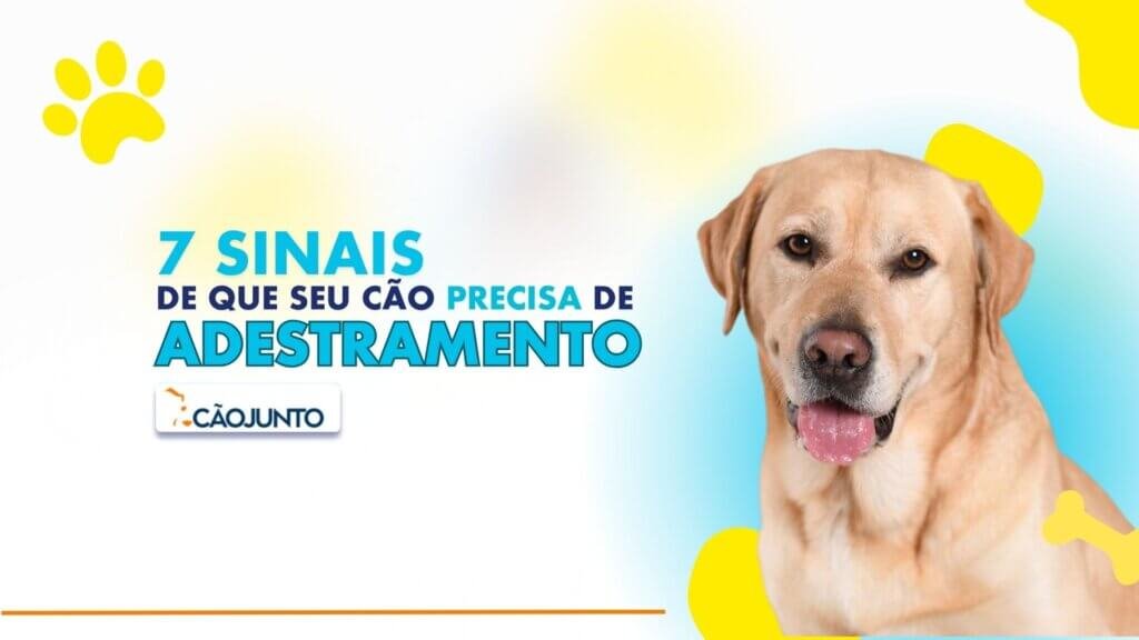 7 Comportamentos Caninos Que Precisam de Adestramento