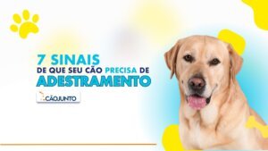 7 Comportamentos Caninos Que Precisam de Adestramento